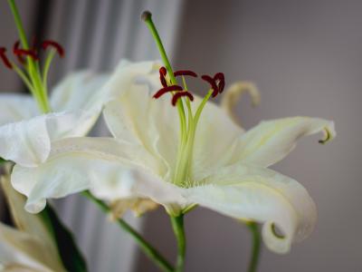 Easter lillies.